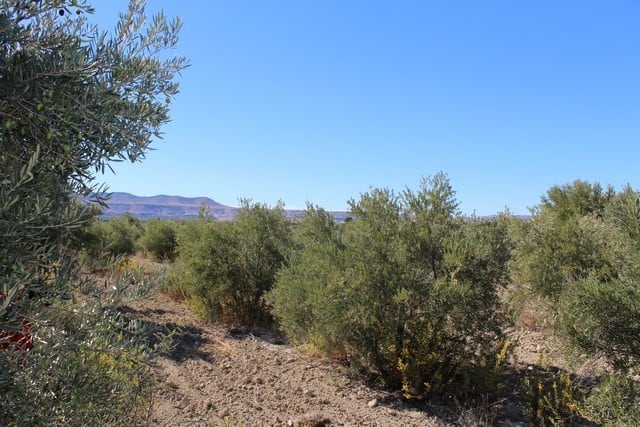 Rural property with natural landscape and olive trees in Caniles, Granada, ideal for countryside liv.