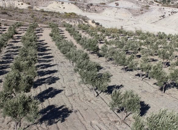 Land in Purchena, Almeria with olive trees and scenic landscape. Ideal for farming or investment pur.