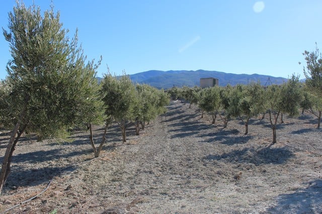 Land in Purchena, Almeria with olive trees and mountain views.