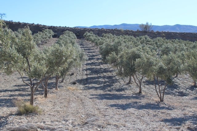 Land in Purchena, Almeria with olive trees and scenic mountain views.