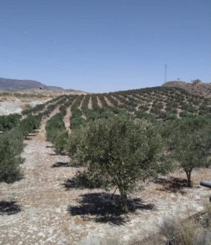 Land in Purchena, Almeria with olive trees and scenic mountain views. Perfect for building or agricu.