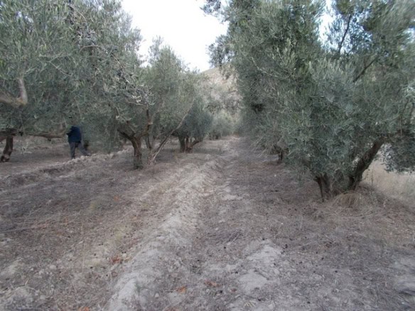Olive grove land in Seron, Almeria, ideal for agriculture or development projects.