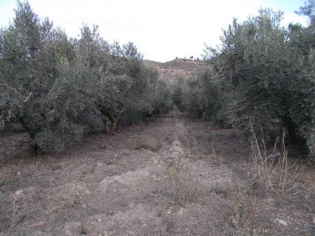 Olive grove land for sale in Seron, Almeria, ideal for farming or building.