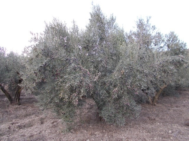 Olive tree in Seron, Almeria, Spain, ideal for agricultural investment.