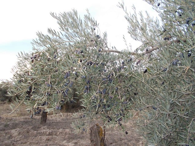 Olive tree with ripe black olives in Seron, Almeria, Spain.
