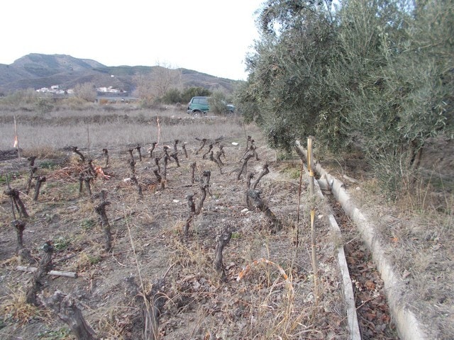 Land plot in Seron, Almeria with vineyard and olive trees. Ideal for building or agricultural use in.