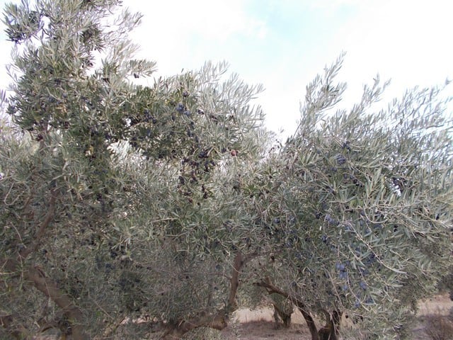 Land in Seron, Almeria with olive trees and scenic mountain views.
