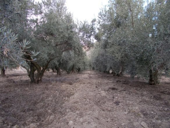 Olive grove land for sale in Tijola, Almeria, ideal for agriculture or investment.