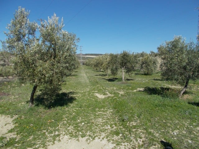 Olive grove in Seron, Almeria, ideal for rural property investment.