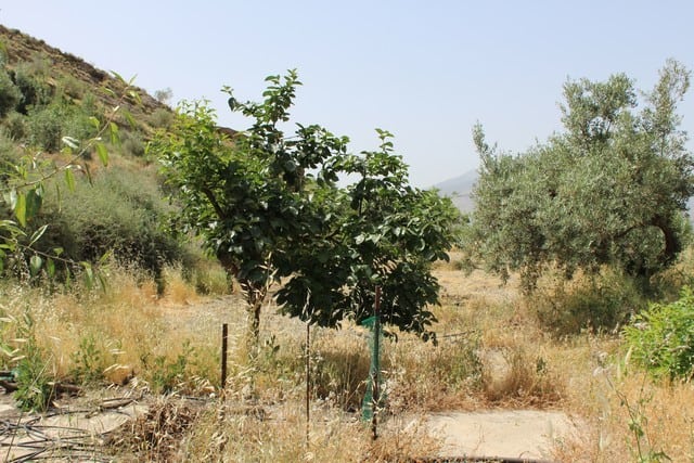 Rural property with fruit trees and natural landscape in Lucar, Almeria, ideal for countryside livin.