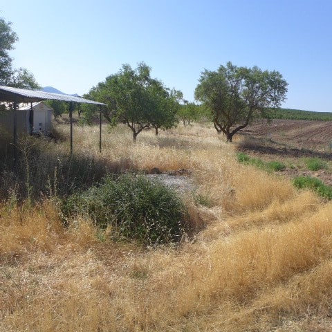 Rural property with trees and dry grass in Chirivel, Almeria, Spain. Ideal for countryside living or.