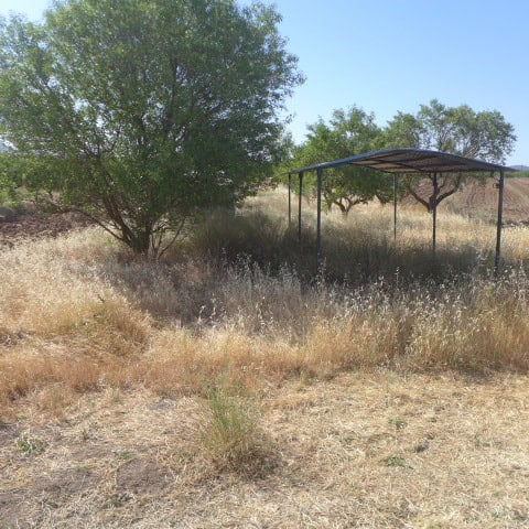 Beautiful rural land with shade trees and a covered area in Chirivel, Almeria. Perfect for outdoor a.