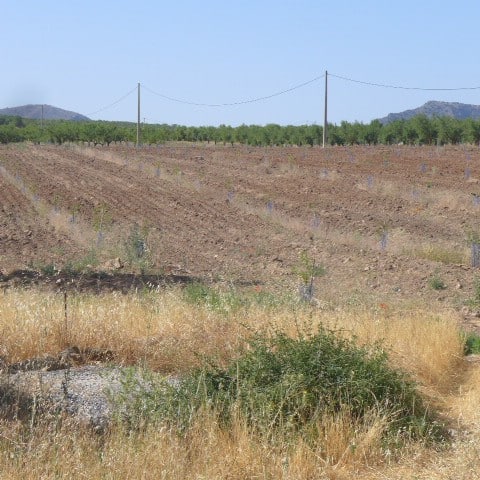 Rural property land in Chirivel, Almeria, ideal for farming or building a countryside home.