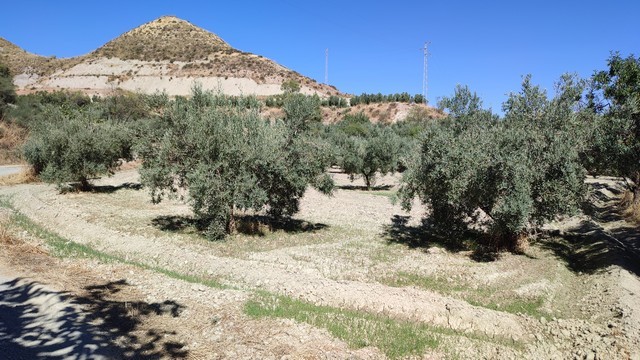 Olive grove land in Tijola, Almeria with scenic mountain views.