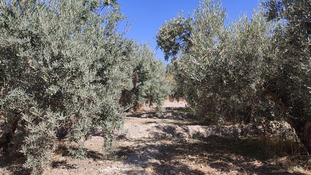 Land in Tijola, Almeria with olive trees and open space for development or agriculture.