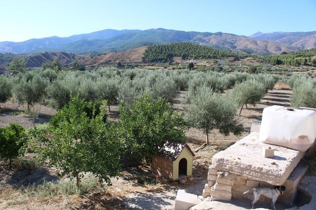 Rural property with olive groves and mountain views in Purchena, Almeria, ideal for countryside livi.
