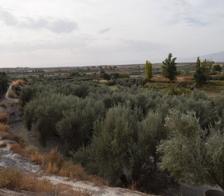 Cave house nestled in the scenic landscape of Benamaurel, Granada, surrounded by lush greenery and r.