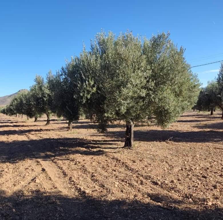 Olive grove for sale in Oria, Almeria, featuring mature trees and fertile land. Ideal for agricultur.