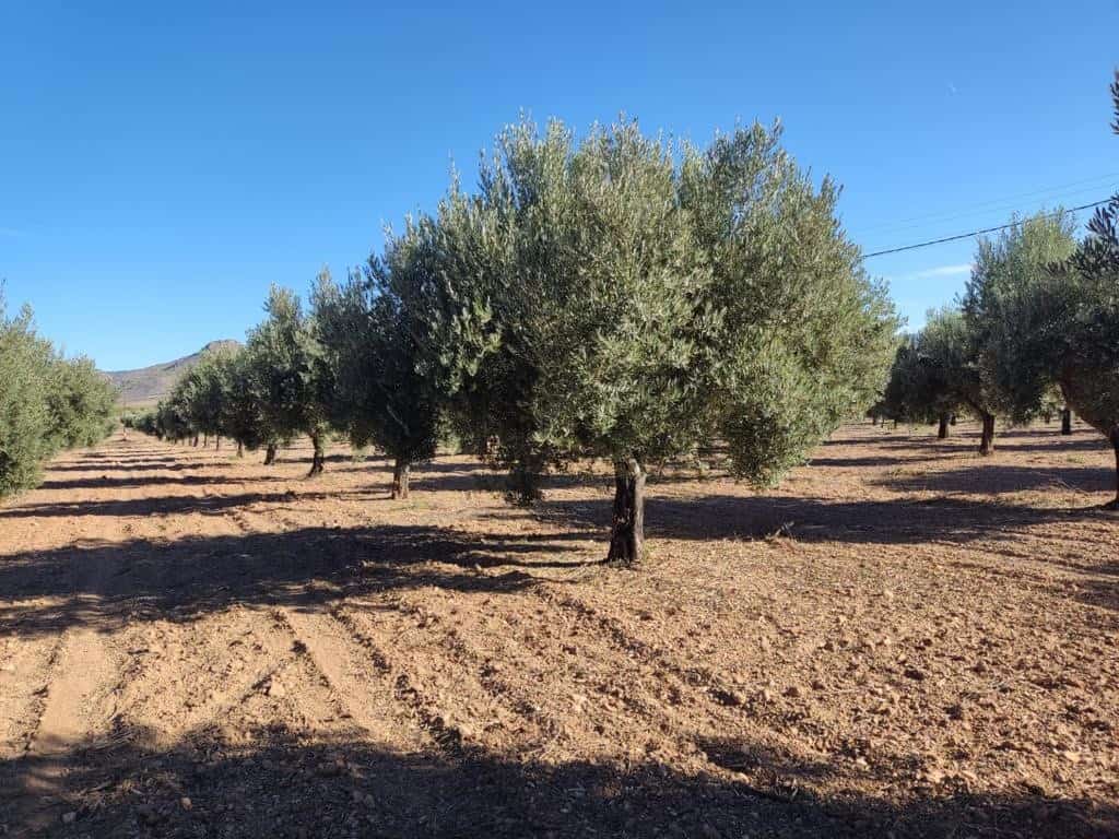 Olive grove for sale in Oria, Almeria, featuring mature trees and fertile land. Ideal for agricultur.
