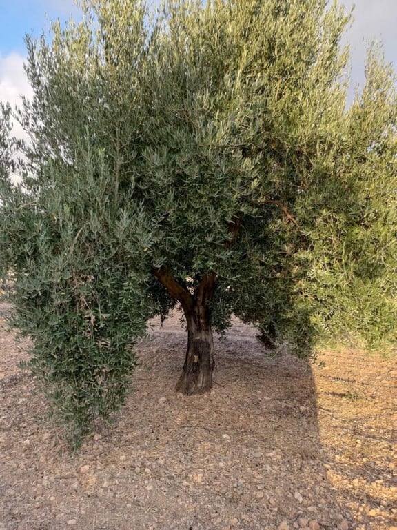 Olive tree located in Oria, Almeria, ideal for agricultural investment or landscape enhancement.