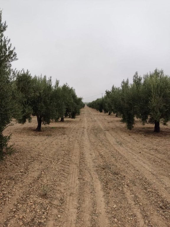 Olive trees in a rural orchard in Oria, Almeria under cloudy sky.