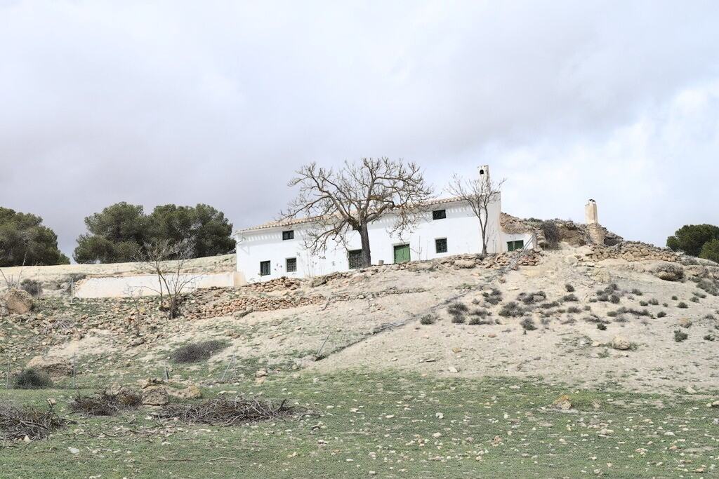 Country estate with white buildings and a large tree in Benamaurel, Granada, offering scenic rural v.