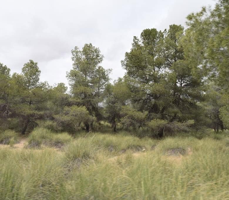 Estate with lush trees and greenery in Benamaurel, Granada. Perfect for nature lovers and rural prop.