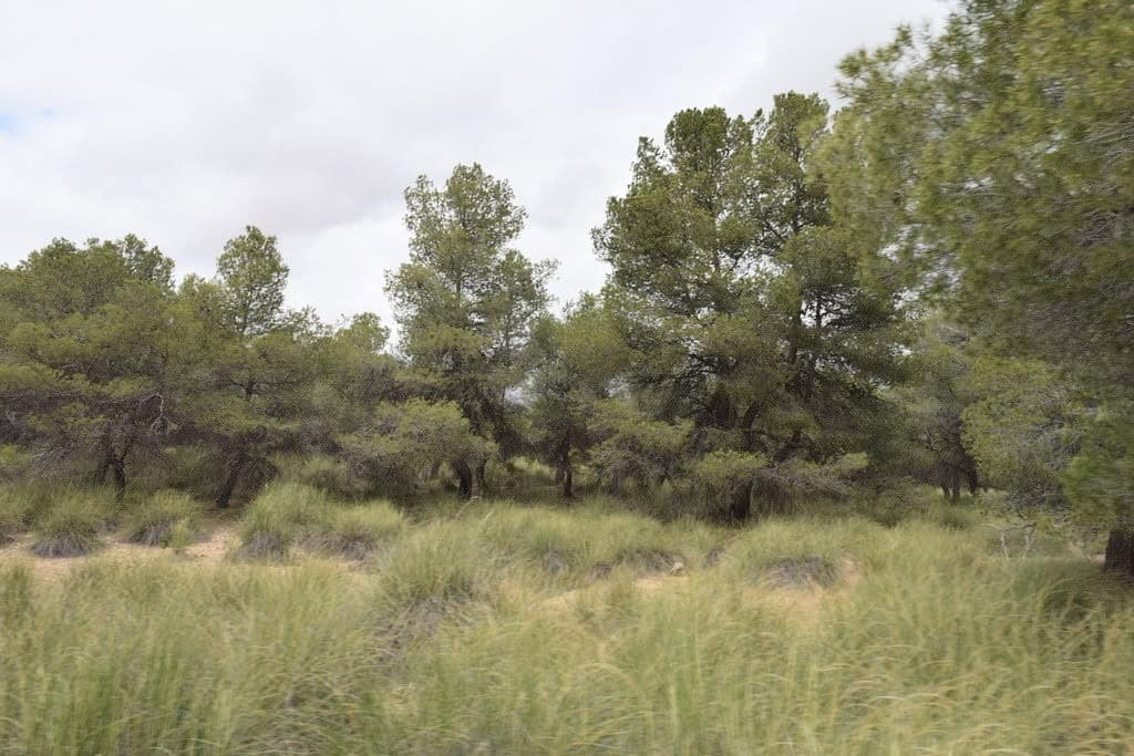 Estate with lush trees and greenery in Benamaurel, Granada. Perfect for nature lovers and rural prop.