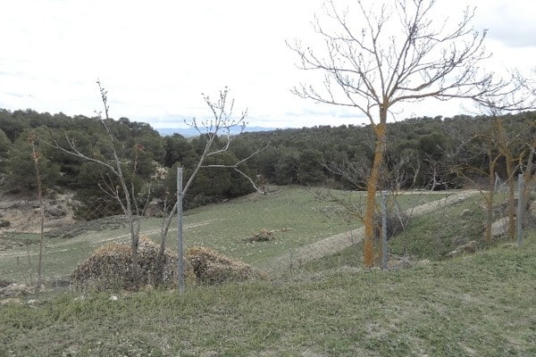 Scenic rural estate with open fields and trees in Benamaurel, Granada, ideal for countryside living.