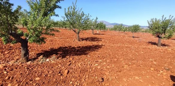 Land in Rejano, Granada with orange soil and scattered trees, ideal for farming or development.