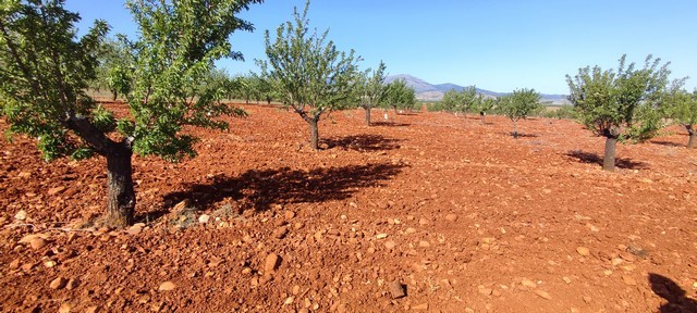 Land in Rejano, Granada with orange soil and scattered trees, ideal for farming or development.