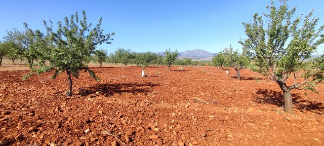 Land for sale in Rejano, Granada with orange soil and young trees.