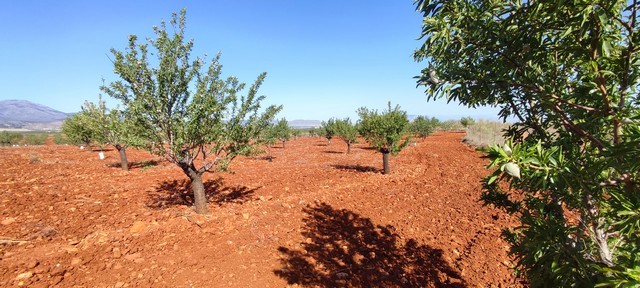Land in Rejano, Granada with orange trees and fertile soil for agricultural investment.