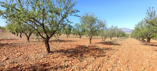 Land in Rejano, Granada with fruit trees and open space.