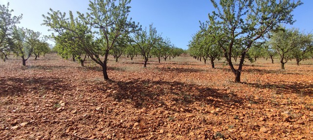 Land in Rejano, Granada with fruit trees and fertile soil for development or farming.