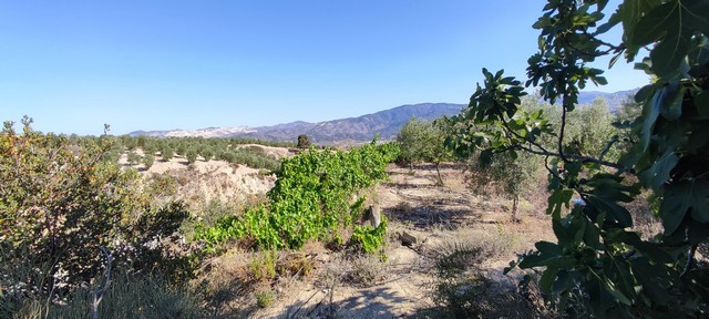 Rural property landscape in Urracal, Almeria with trees and mountains in the background.