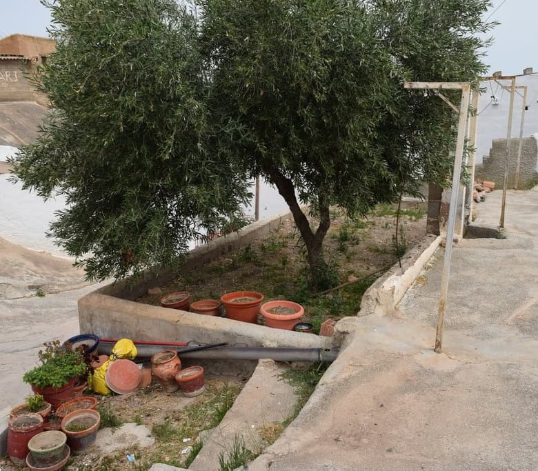 Cave house in Bacor, Granada with a large tree and potted plants, showcasing rustic charm and local.