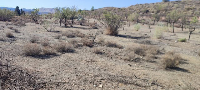 Dry desert landscape with sparse shrubs and small trees in Olula del Rio, Almeria.