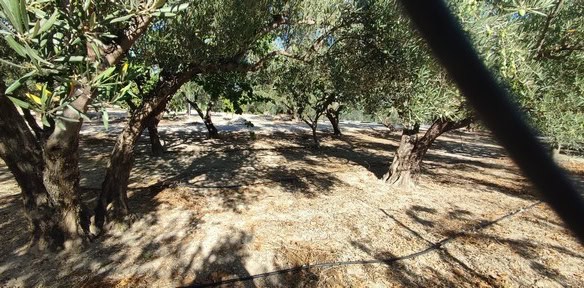 Olive trees on land in Cela, Almeria, ideal for farming or investment opportunities. Beautiful rural.