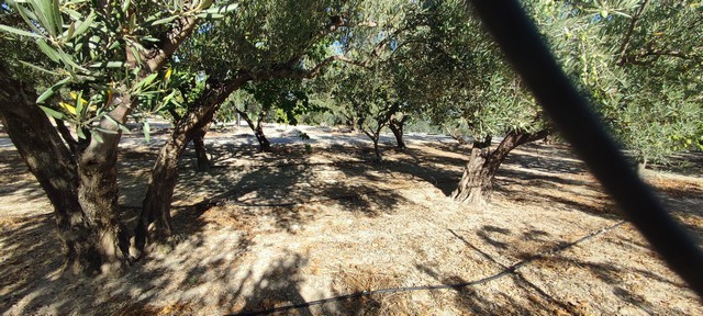 Olive trees on land in Cela, Almeria, ideal for farming or investment opportunities. Beautiful rural.