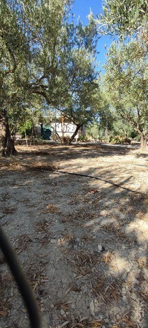 Beautiful land plot in Cela, Almeria with mature trees and natural surroundings. Ideal for building.