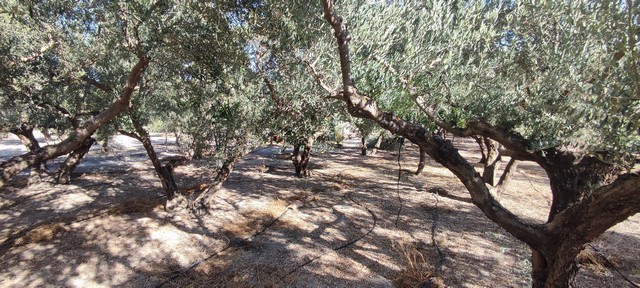 Beautiful land with mature olive trees in Cela, Almeria, ideal for farming or building.