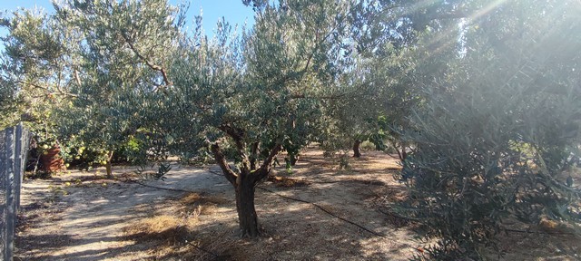 Land in Cela, Almeria with mature olive trees and natural landscape.