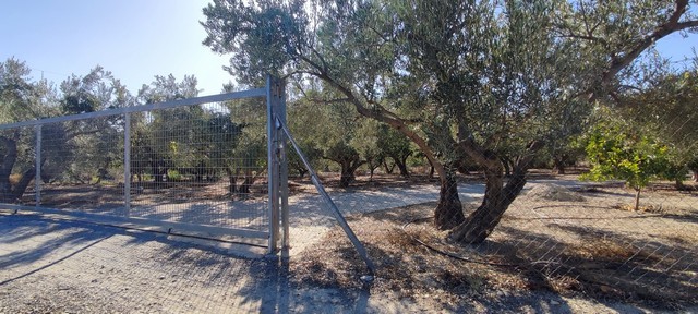 Land in Cela, Almeria with mature trees and fencing, ideal for development or agriculture.