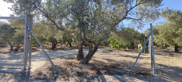 Land in Cela, Almeria with mature trees and open space for development.