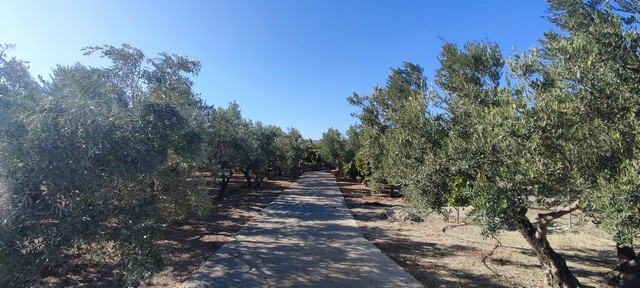 Beautiful land in Cela, Almeria with lush trees and scenic views. Perfect for building your dream pr.