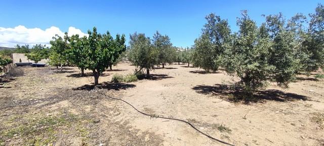 Beautiful rural land with scattered trees in Hijate, Almeria, ideal for farming or building a countr.