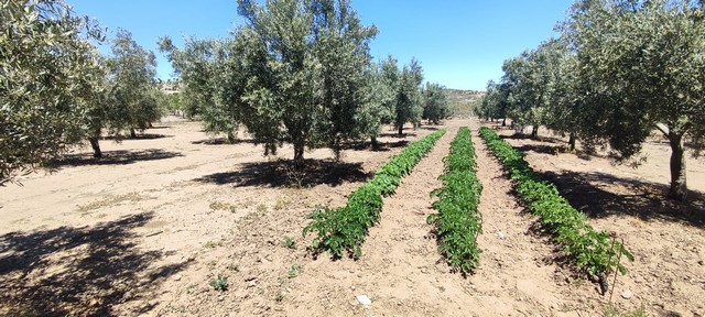 Rural property with fruit trees and cultivated land in Hijate, Almeria, ideal for farming or country.
