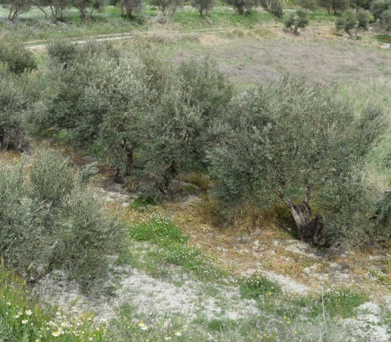 Traditional cave house in Benamaurel surrounded by olive trees and natural landscape.