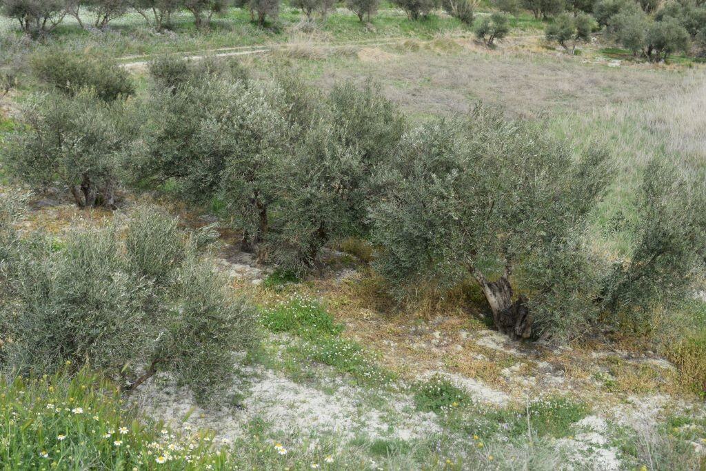Traditional cave house in Benamaurel surrounded by olive trees and natural landscape.